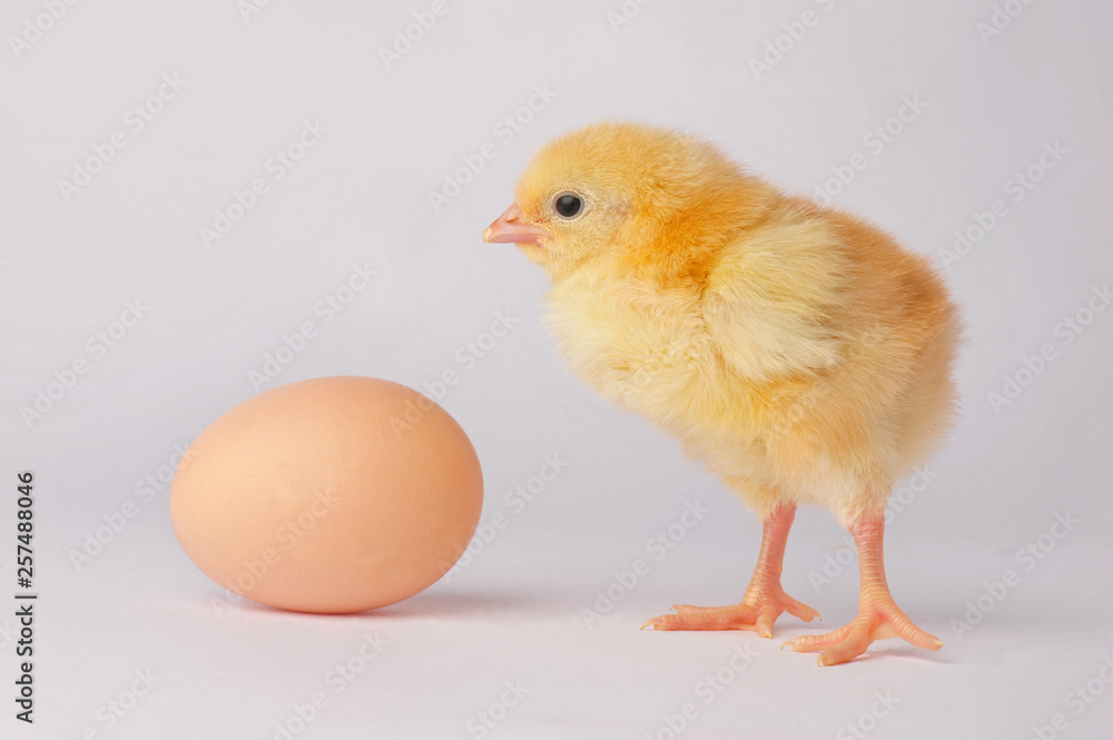 Cute yellow chicken with egg isolated on a gray background Cute yellow chicken with egg isolated on a gray background