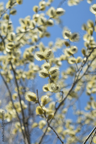 Blooming willow - closeup © Константин Занятных