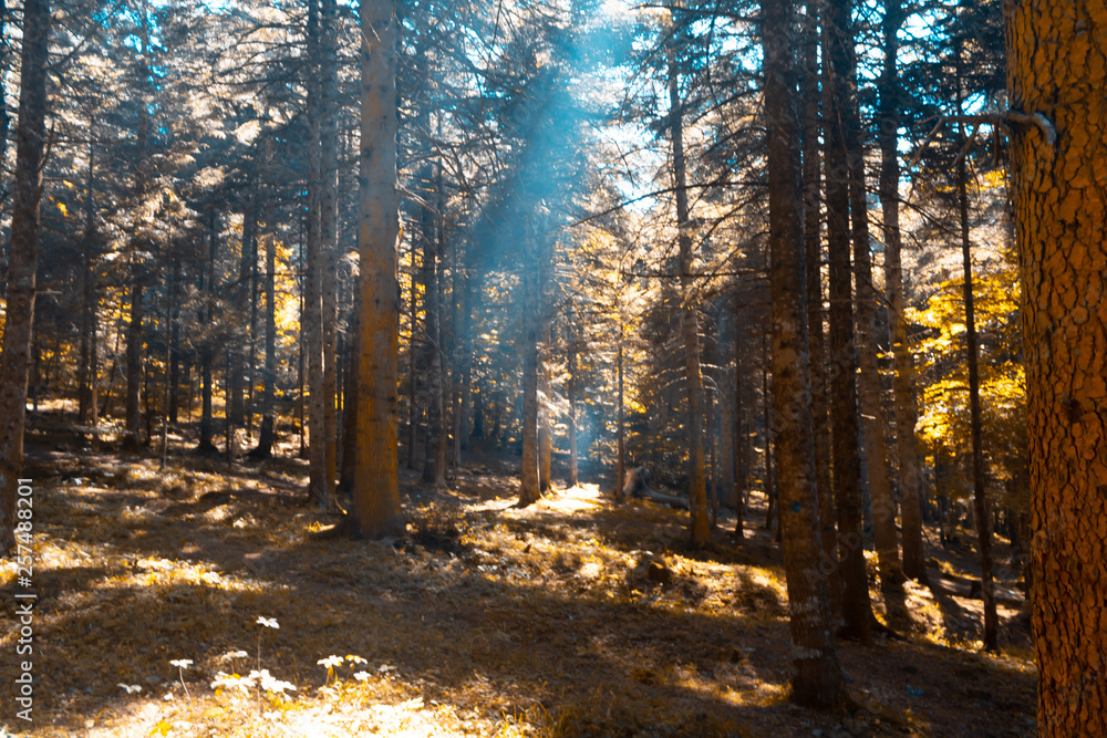 Obraz premium forest in autumn