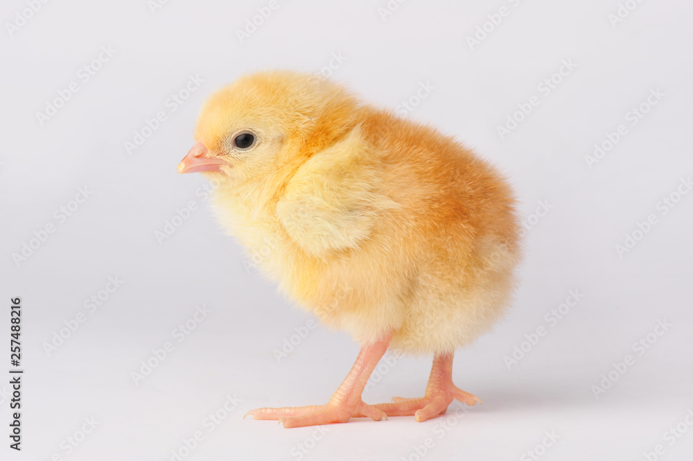 Cute yellow chicken isolated on a gray background Cute yellow chicken isolated on a gray background