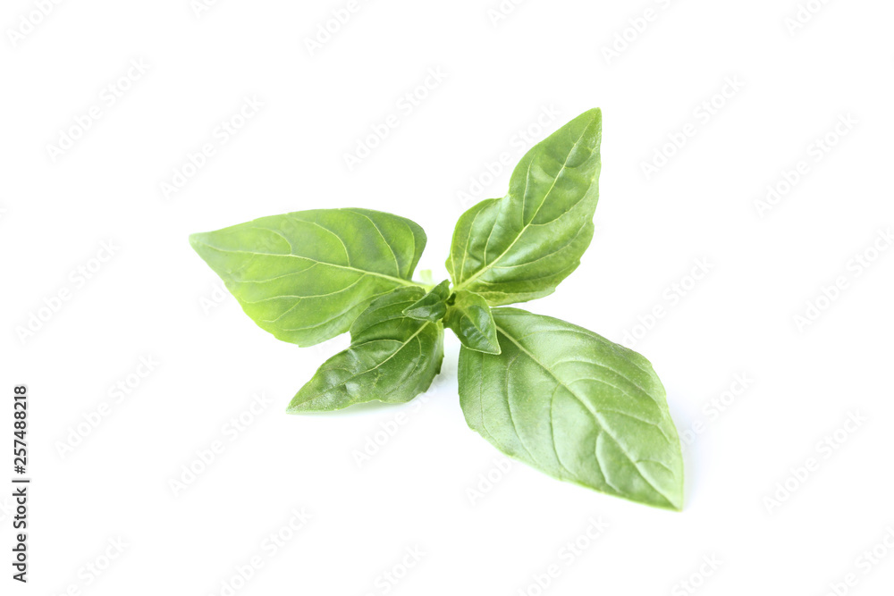 Obraz premium Green basil leafs isolated on white background