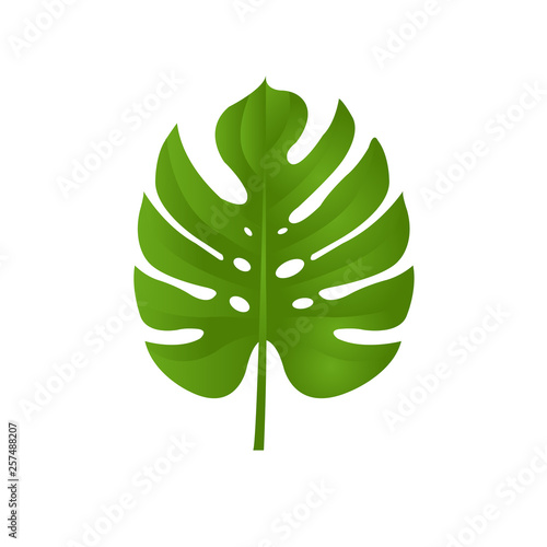 Monstera Branch Isolated