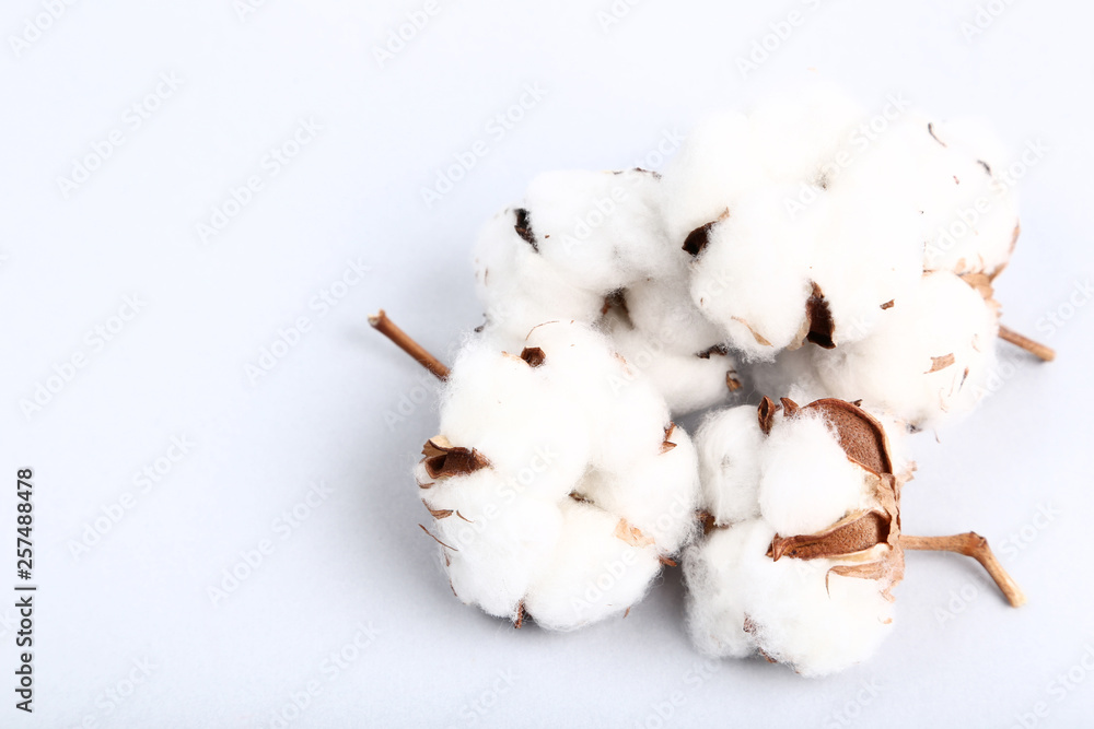 Cotton flowers on grey background Cotton flowers on grey background
