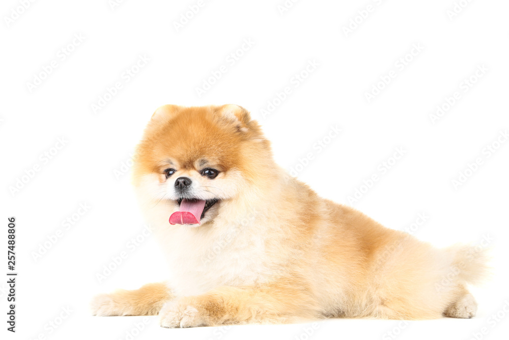 Pomeranian dog isolated on white background Pomeranian dog isolated on white background
