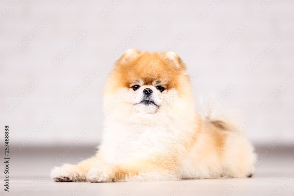 Pomeranian dog lying on ther floor Pomeranian dog lying on ther floor
