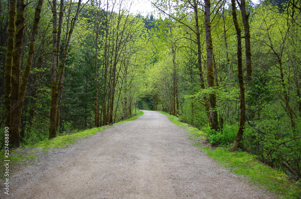 road in the forest