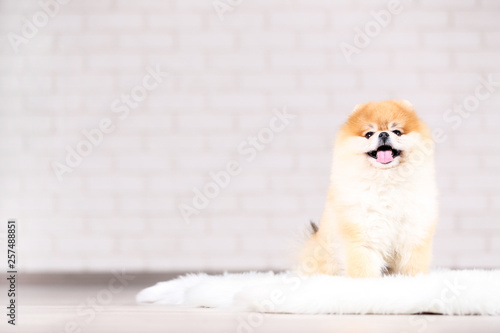 Pomeranian dog sitting on white carpet