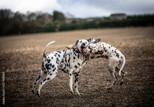 The Dalmatian