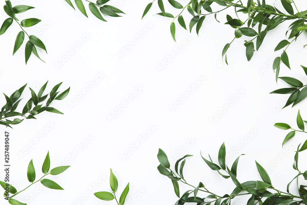 Branch with green leafs on white background