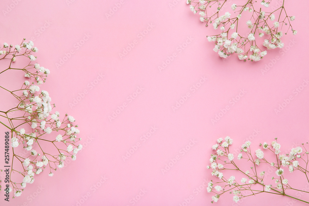 Obraz premium White gypsophila flowers on pink background