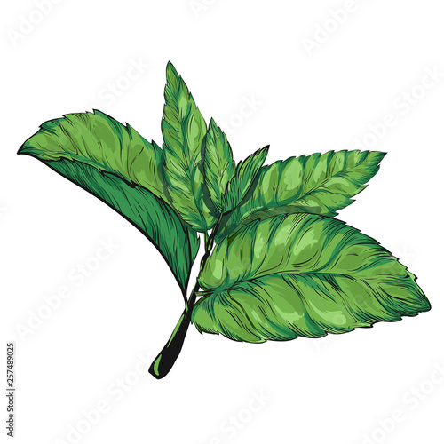 Mint leaves isolated set.Style ink sketch of mint. Isolated on white background. Hand drawn vector illustration.spearmint plant and leaves. Herbal engraved illustration. melissa,peppermint,spearmint.
