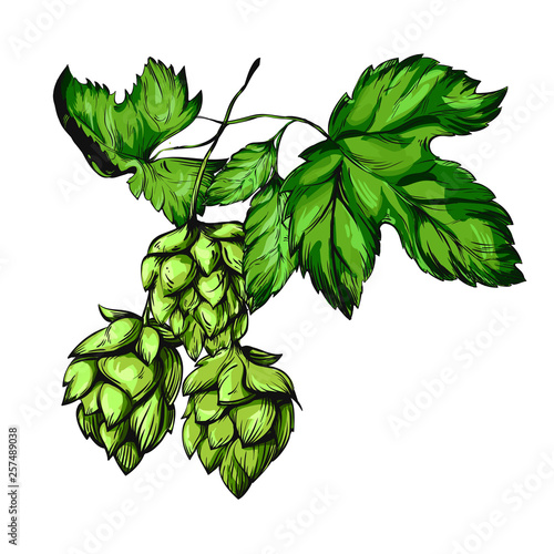 Hop Graphic. Oktoberfest. Green hop cones for making beer. Sketches of hop plant, hop on a branch with leaves in engraving style. illustration for packing.Hand drawn set. Humulus lupulus branch.