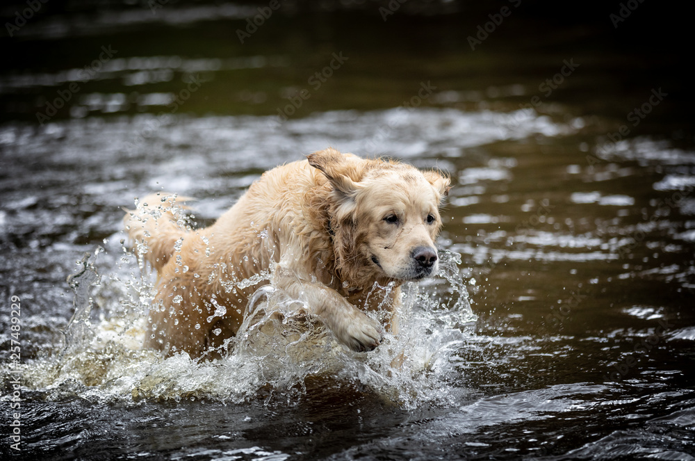 The Golden Retriever The Golden Retriever