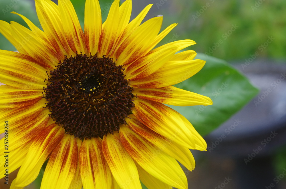 Fototapeta premium Sunflower