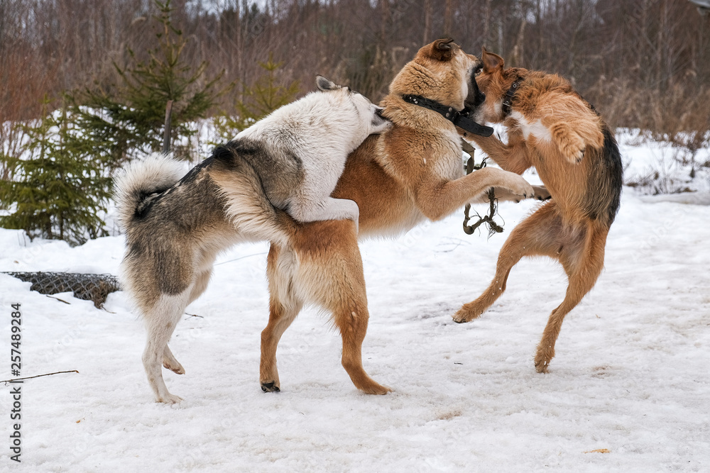 Naklejka premium big dogs playing in the snow outside the city
