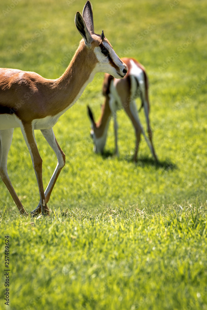 Fototapeta premium South African Springbok grazing on a green pasture / field