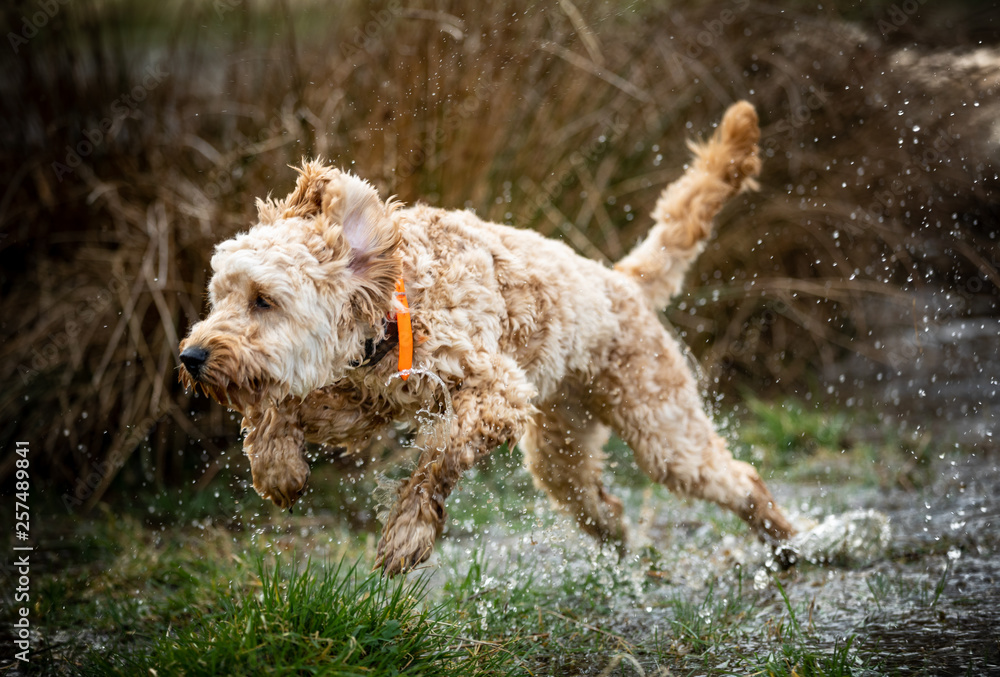 custom made wallpaper toronto digitalThe Cockapoo