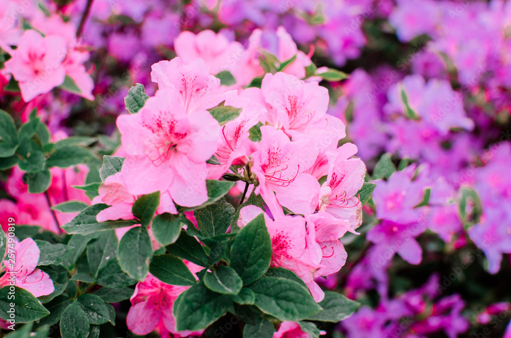 beautiful garden flowers. beautiful spring background. Close-up beautiful garden flowers. beautiful spring background. Close-up