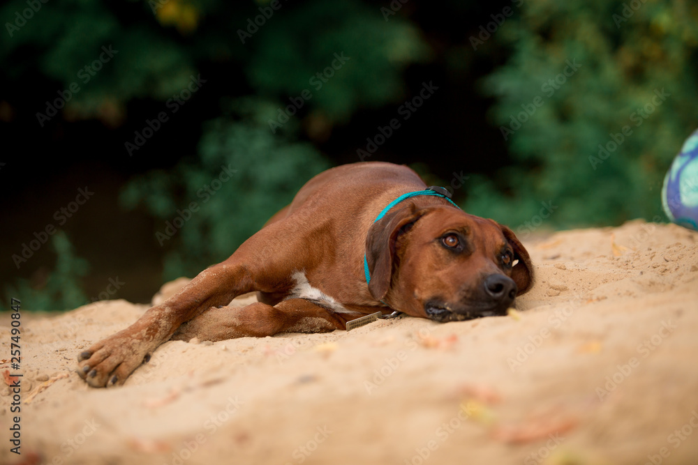 Dog breed Ridgeback Dog breed Ridgeback