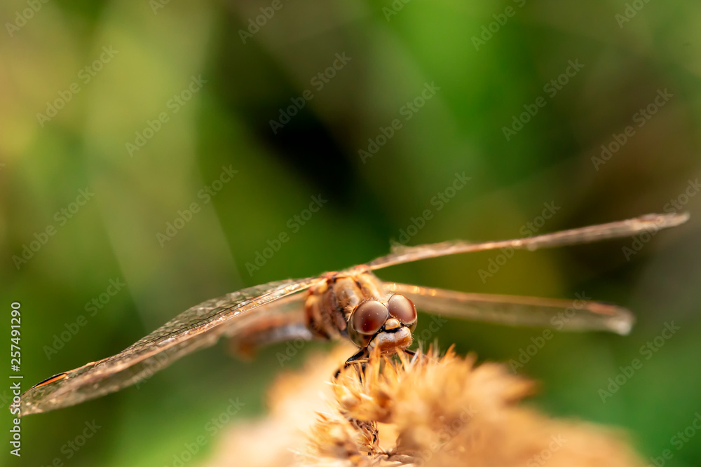 Beautiful, large dragonfly sits on a plant, against a blurred background. View from above. Beautiful, large dragonfly sits on a plant, against a blurred background. View from above.