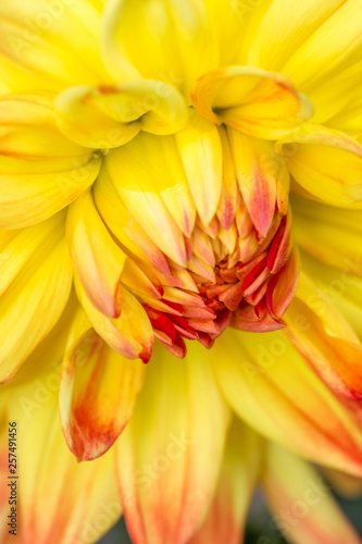 Yellow dahlia close up 