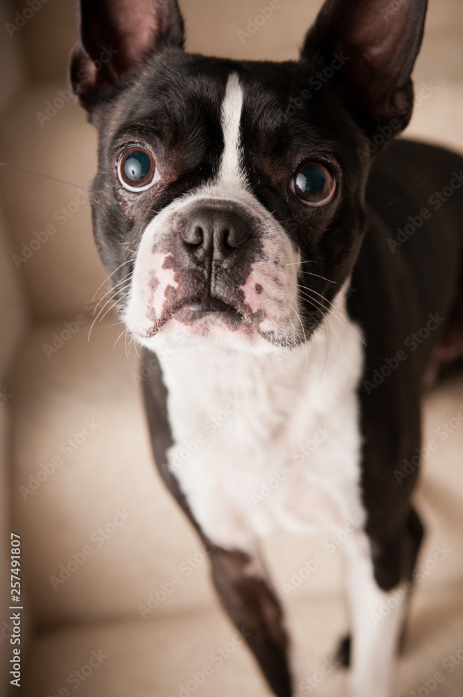 Cute Boston Terrier Dog on Steps Inside a Home Cute Boston Terrier Dog on Steps Inside a Home