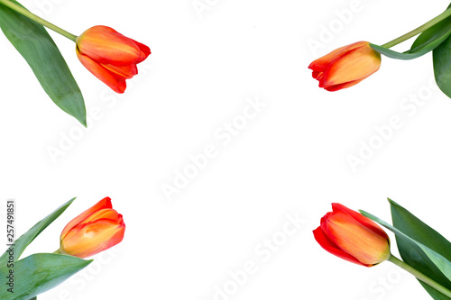 Wallpaper Mural orange Tulip buds on white background on four sides at the corners with Kopi space Torontodigital.ca