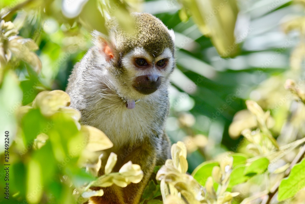 Obraz premium squirrel monkey