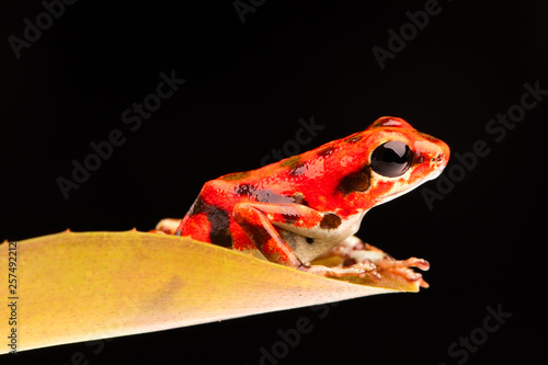 red strawberry poison arrow frog, Oophaga pumilio from the rain forest of Bocas del Toro, Panama.