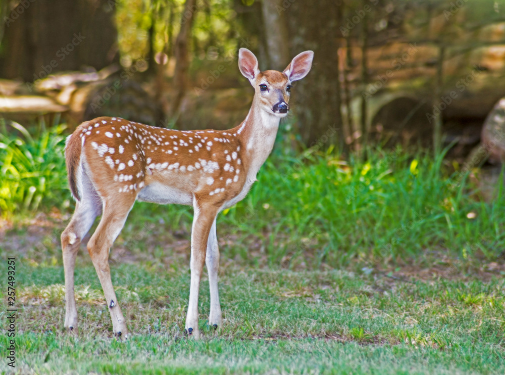 A little fawn White Tailed Deer strolling around a field. A little fawn White Tailed Deer strolling around a field.