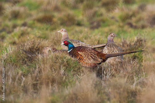 Fasan Henne & Hahn im Morgenlicht
