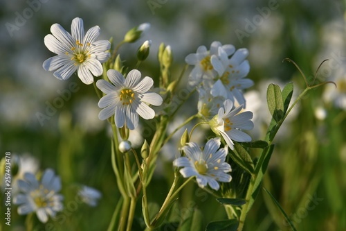 fleurs sauvages stellaires holostées