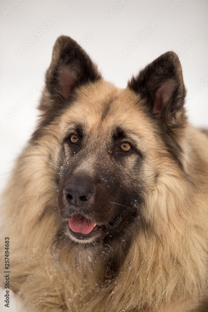 Dog breed Sheepdog in winter field