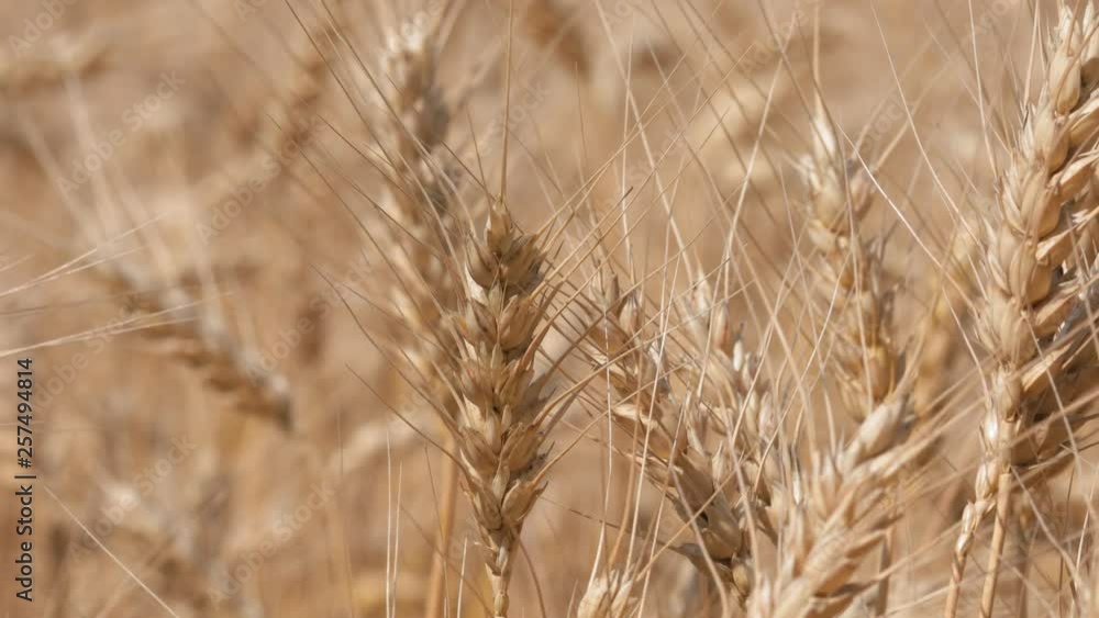 Wheat field. Ears of golden wheat close up. Beautiful Nature Sunset Landscape. Rural Scenery under Shining Sunlight. Wheat field. Ears of golden wheat close up. Beautiful Nature Sunset Landscape. Rural Scenery under Shining Sunlight.