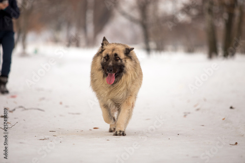 Dog breed Sheepdog in winter field