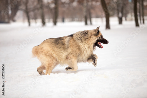 Dog breed Sheepdog in winter field