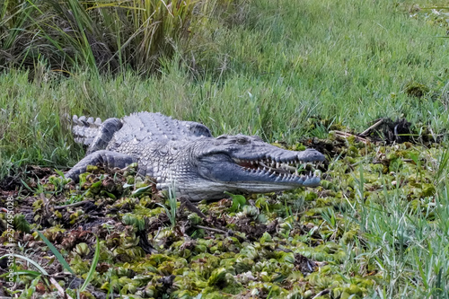 Crocodile in Murchison Falls photo
