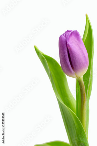Beautiful light purple  tulips with leaves isolated on white background. Spring flowers and plants.Holiday backgrounds