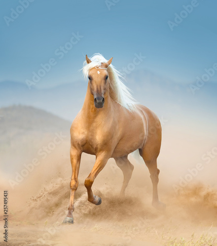 palomino andalusian horse running in desert photo