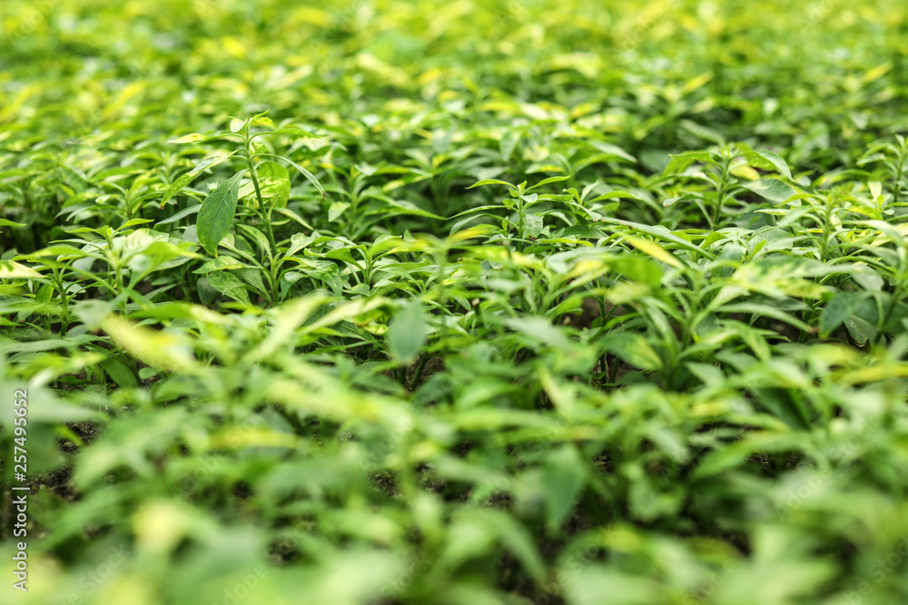 Many fresh green seedlings as background, closeup Many fresh green seedlings as background, closeup