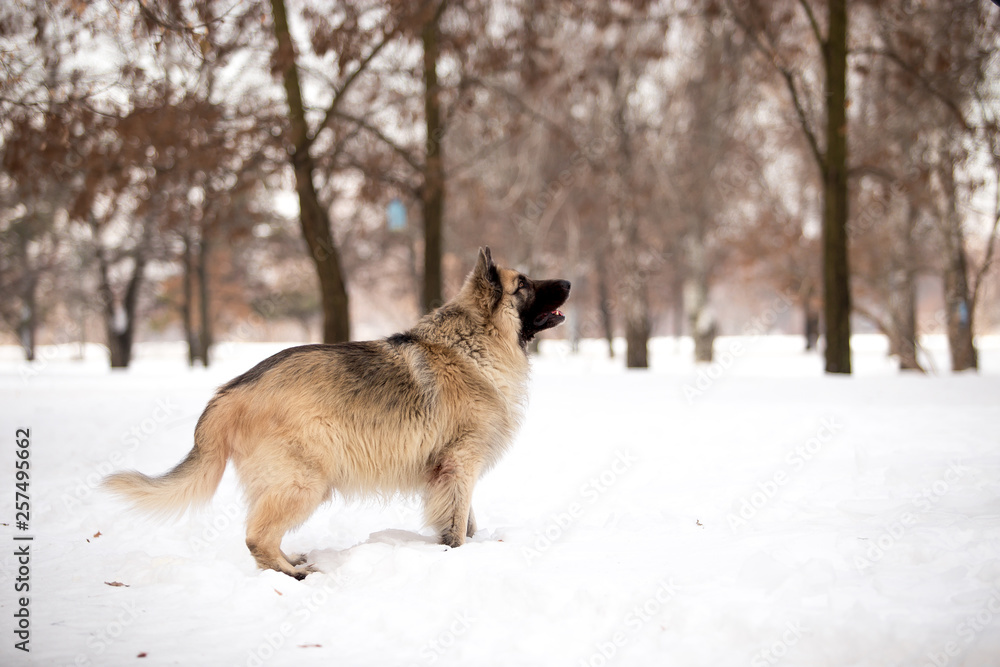Dog breed Sheepdog in winter field