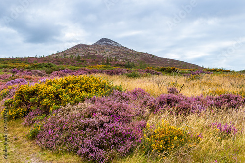 Colorful wildflowers blooming at the foot of the Great Sugar Loaf Mountain  Wicklow  Ireland. Irish hills covered in purple  mauve  pink wild heather and yellow gorse flowers on a summer day.