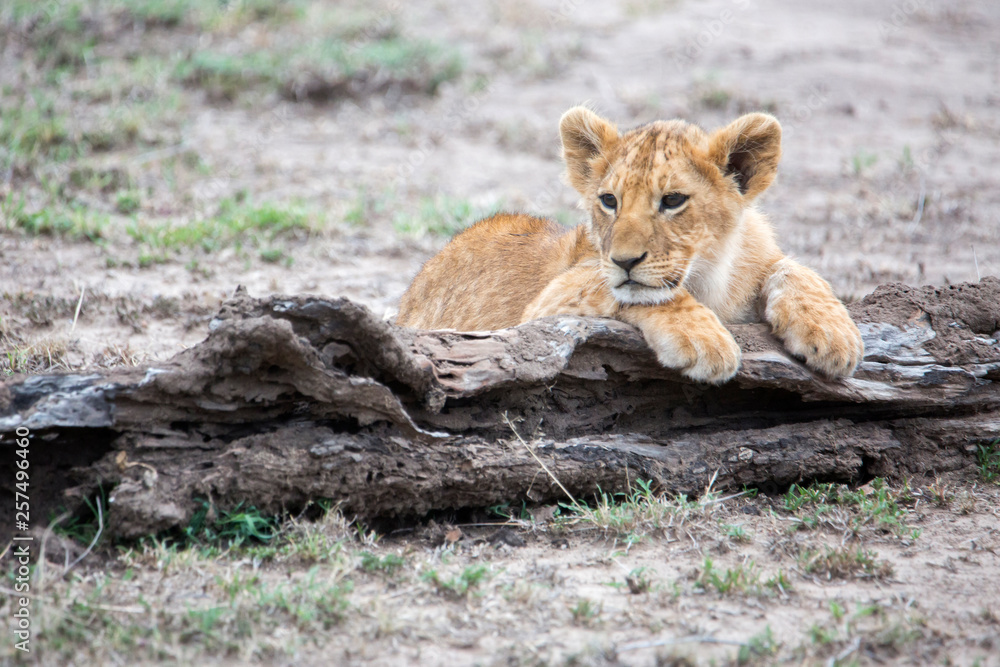Lion cub, Masai Mara National Reserve, Kenya Lion cub, Masai Mara National Reserve, Kenya