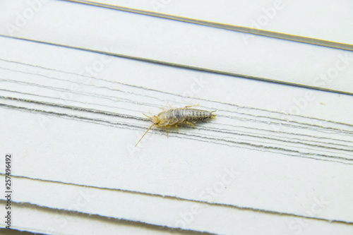 Insect feeding on paper - silverfish