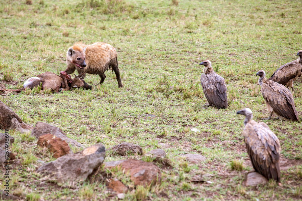 Hyena guarding kill from vultures, Masai Mara National Reserve, Kenya Hyena guarding kill from vultures, Masai Mara National Reserve, Kenya