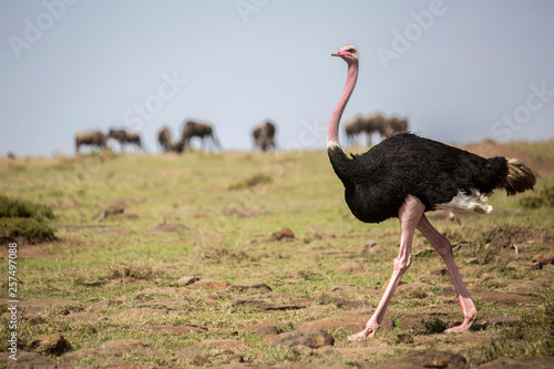 Male ostrich (Struthio camelus), Masai Mara National Reserve, Kenya photo