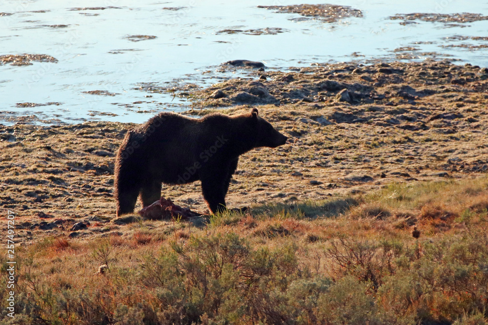 Male Grizzly standing guard over an elk calf kill next to Yellowstone river in Yellowstone National Park in Wyoming United States