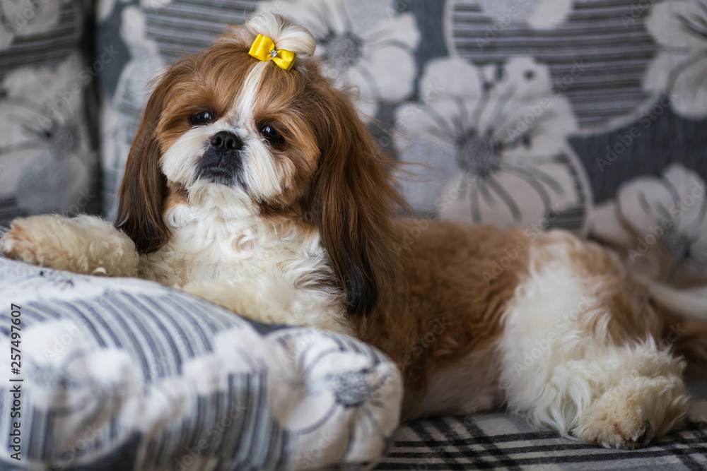 Portrait of a cute puppy dog shih tzu with bow lying on a couch at home