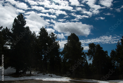 Pine tree forest in la Rabassa, Andorra