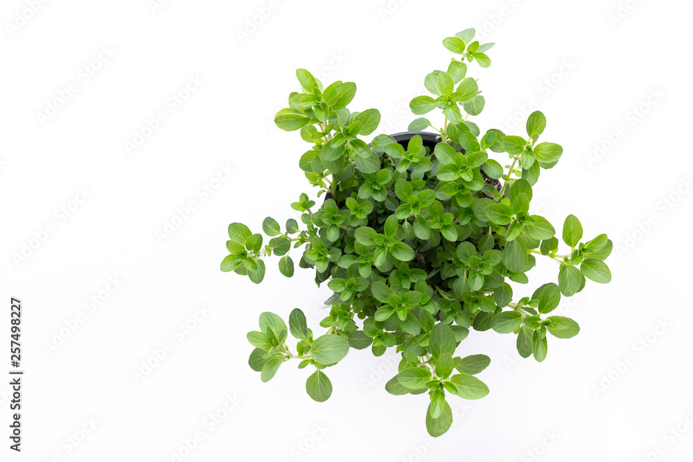 Obraz premium Fresh green spices isolated on white background, top view.